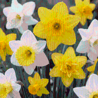 Narcisbollen Botanical mix