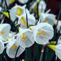 Narcisbollen White Petticoat