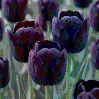 Tulpenbollen Black