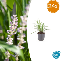 24X Liriope muscari 'Monroe White'   ↕10 25cm   Ø9cm