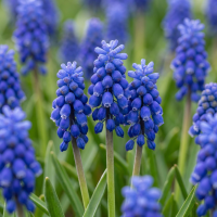 Blauwe druifjes bollen Armeniacum
