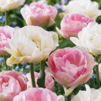 Tulpenbollen Double Sensation