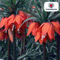 Fritillaria Keizerskroon Rubra rood/oranje 5 stuks