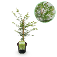 Japanse Esdoorn Emerald Lace   Groen   70cm