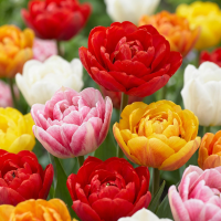 Tulpenbollen Double mix