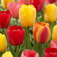 Tulpenbollen Darwin Hybride mix XL bollen