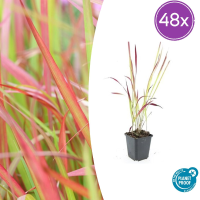 48X Imperata cylindrica 'Red Baron'   ↕10 25cm   Ø9cm