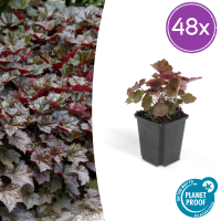 Heuchera ‘Palace Purple’   20 cm