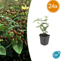 24X Hypericum inodorum   ↕10 25cm   Ø9cm