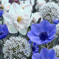 Bloembollen mix Zonnige tuin