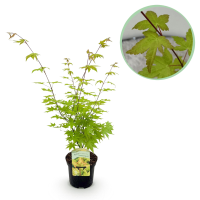 Japanse Esdoorn Summergold   Geel   70cm
