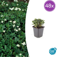 48X Potentilla tridentata 'Nuuk'   ↕10 25cm   Ø9cm
