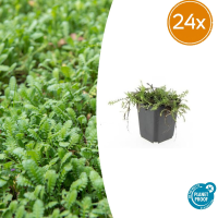 Leptinella Squalida   20cm