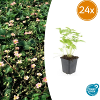 24X Fragaria vesca   ↕10 25cm   Ø9cm