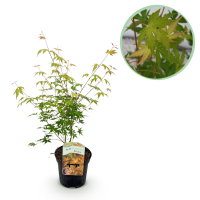 Japanse Esdoorn Katsura   Oranje   70cm