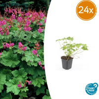 Geranium macrorrhizum 'Czakor'   20cm