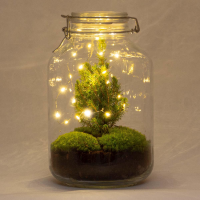 DIY terrarium   Jar Christmas   ↕ 28 cm