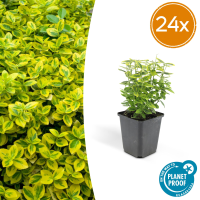 Euonymus Fortunei 'Emerald 'n Gold'   20cm
