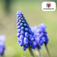 Muscari Bleu Moon 20 stuks