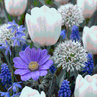 Bloembollen mix Blauw