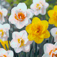 Narcisbollen Double mix
