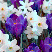 Bloembollen mix Schaduwtuin