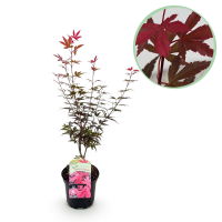 Japanse Esdoorn Skeeter's Broom   Paars   70cm