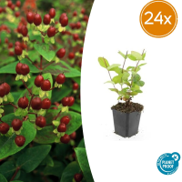 24X Hypericum inodorum 'Beauty'   ↕10 25cm   Ø9cm