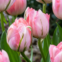 Tulpenbollen Double Pink