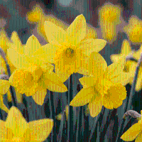 Narcisbollen February Gold