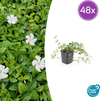 Vinca minor 'Gertrude Jekyll'   20cm