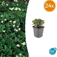 24X Potentilla tridentata 'Nuuk'   ↕10 25cm   Ø9cm