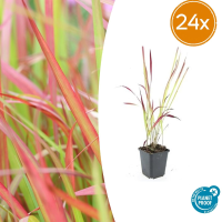 24X Imperata cylindrica 'Red Baron'   ↕10 25cm   Ø9cm