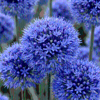 Alliumbollen Caeruleum