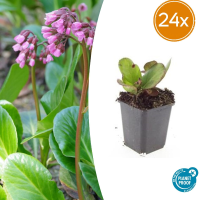 24X Bergenia cordifolia 'Herbstblüte'   ↕10 25cm   Ø9cm
