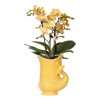 Combi deal   Orchidee Lima in Fish sierpot