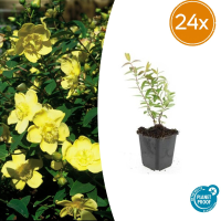 24X Hypericum 'Hidcote'   ↕10 25cm   Ø9cm