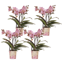 Combi deal   4 orchideeën (Phalaenopsis) Treviso   40cm