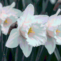 Narcisbollen Mount Hood