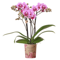 Kolibri Orchids | Roze paarse Phalaenopsis orchidee   Diamond El Salvador   bloeiende kamerplant   vers van de kweker   Ø9cm