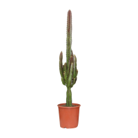 Euphorbia Trigona Rubra   Ø17cm   ↕70cm