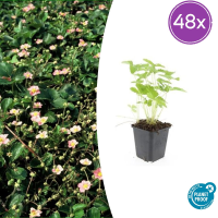 48X Fragaria vesca   ↕10 25cm   Ø9cm