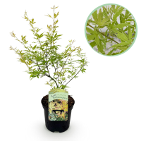 Japanse Esdoorn Metamorphosa   Groen   70cm