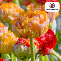 Tulpenbollen Gudoshnik Double   20 stuks