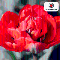 Tulpenbollen Bombastic Red   20 stuks