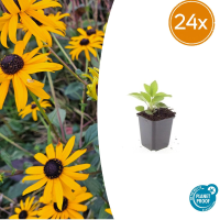 24X Rudbeckia fulgida 'Goldsturm'   ↕10 25cm   Ø9cm