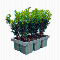 Buxus NewGen Freedom (compacte Buxus)   15 cm