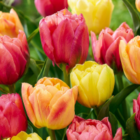 Tulpenbollen Symbiosa mix