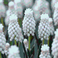 Blauwe druifjes bollen White Magic