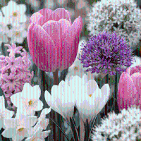 Bloembollen mix Roze